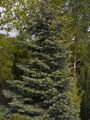 Abies concolor Jodła jednobarwna